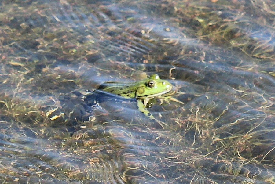 amphibian monitoring in 2025 shows urgent need for action; new spawning grounds must be created
