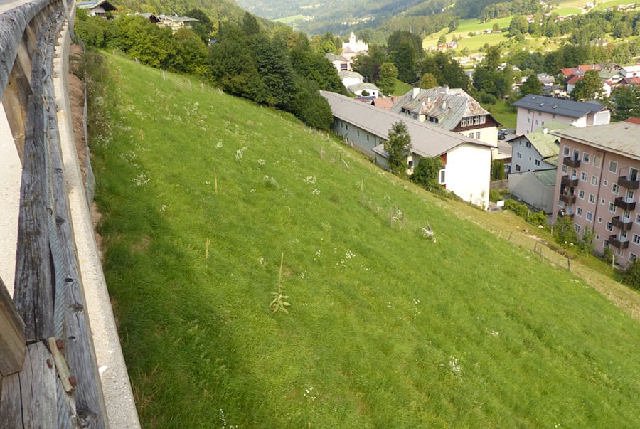 Abhang mit Blüten