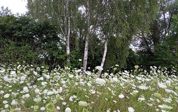 NATÜRLICH BAYERN ©LPV Mühldorf am Inn Blühende Wiese