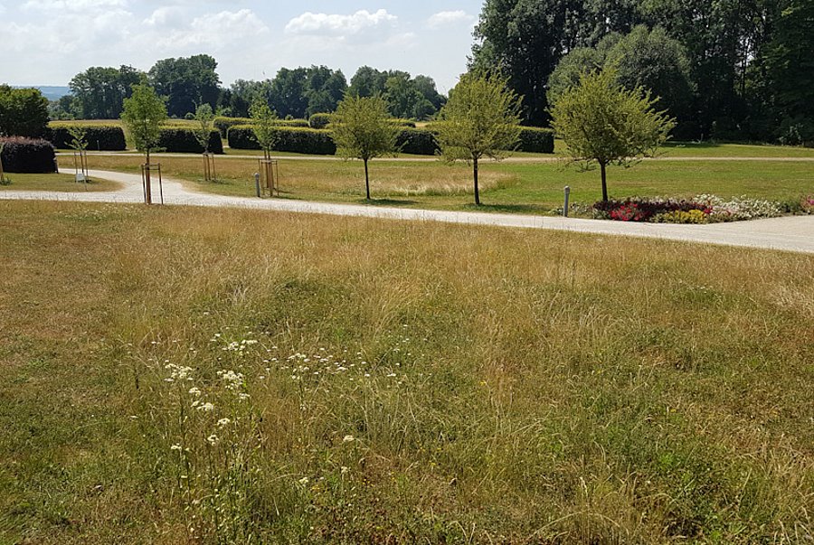Blühfläche in Park