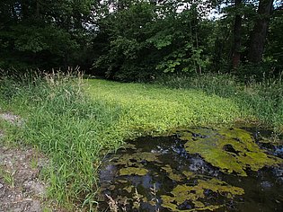 Weiher