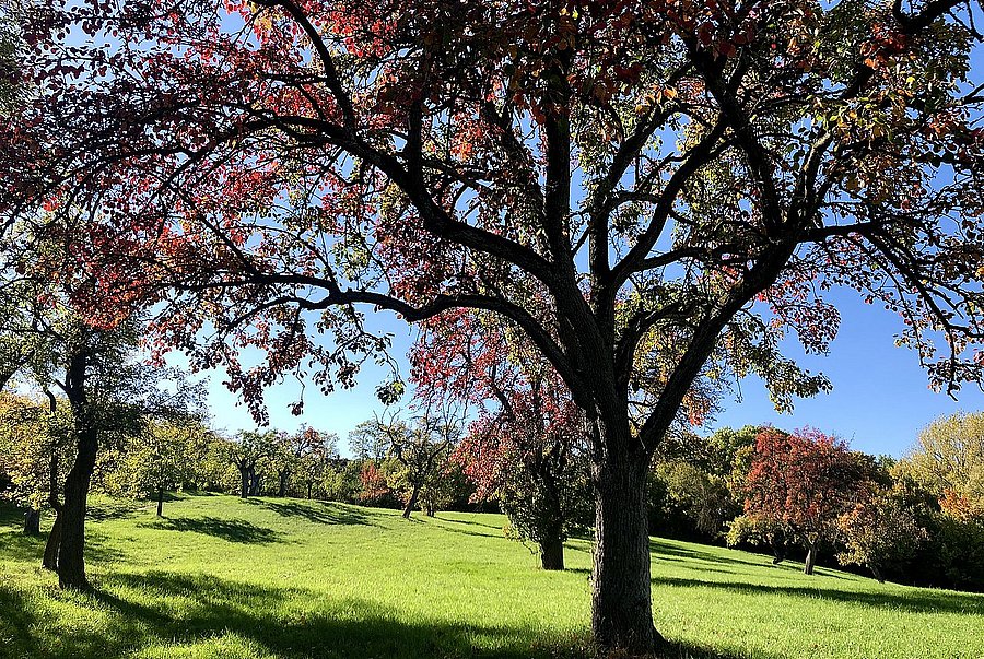 Birne im Herbst in Burgbernheim