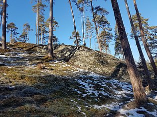 Hang mit Bäumen