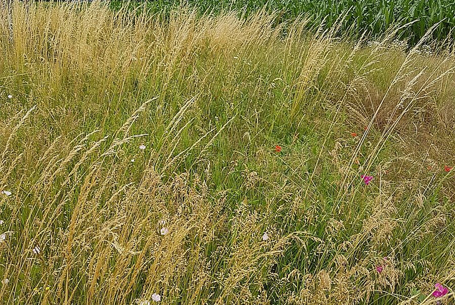 Blühende Wiese