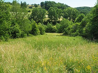 Wiese umsäumt von Bäumen