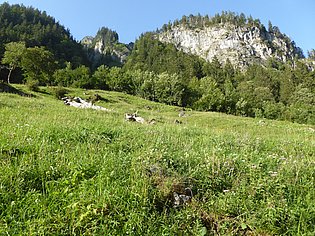 Wiese am Hang
