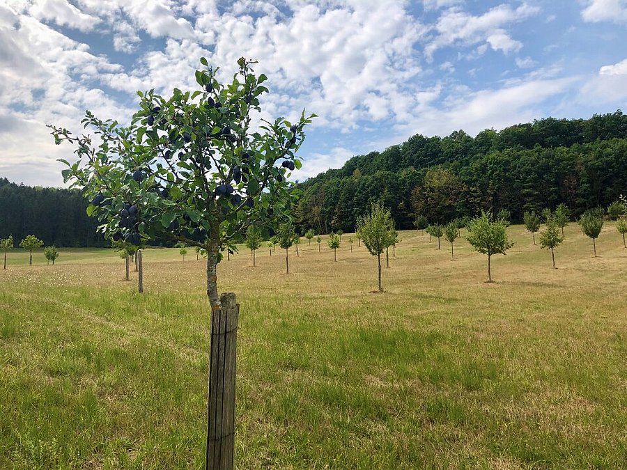 ©Alena Vogt, DVL Streuobstwiese mit Jungbäumen