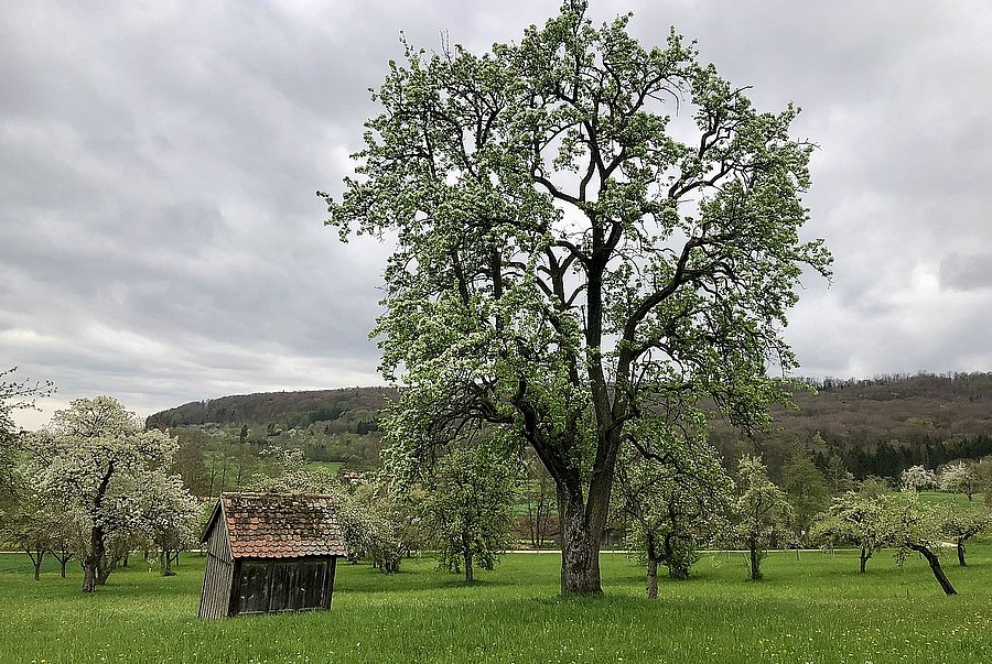 Alter Birnenbaum