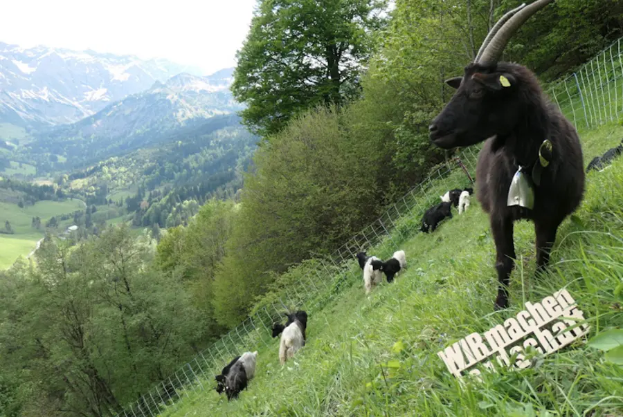 Ziege auf einer Bergwiese