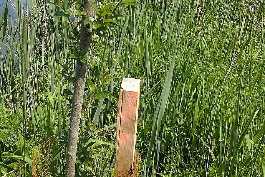 sprouting willow cutting ©LPV Regensburg willow cutting with beaver protection on the bank of the Grosse Laber near Schierling, district of Regensburg