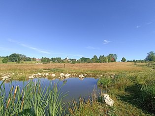 Weiher mit vielen verschiedenen Pflanzen