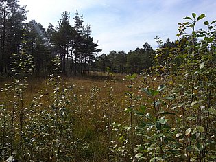 zugewucherte Landschaft