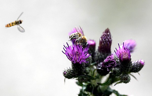 NATÜRLICH BAYERN schafft Lebensraum für Wildinsekten. ©P. Roggenthin Wildinsekten