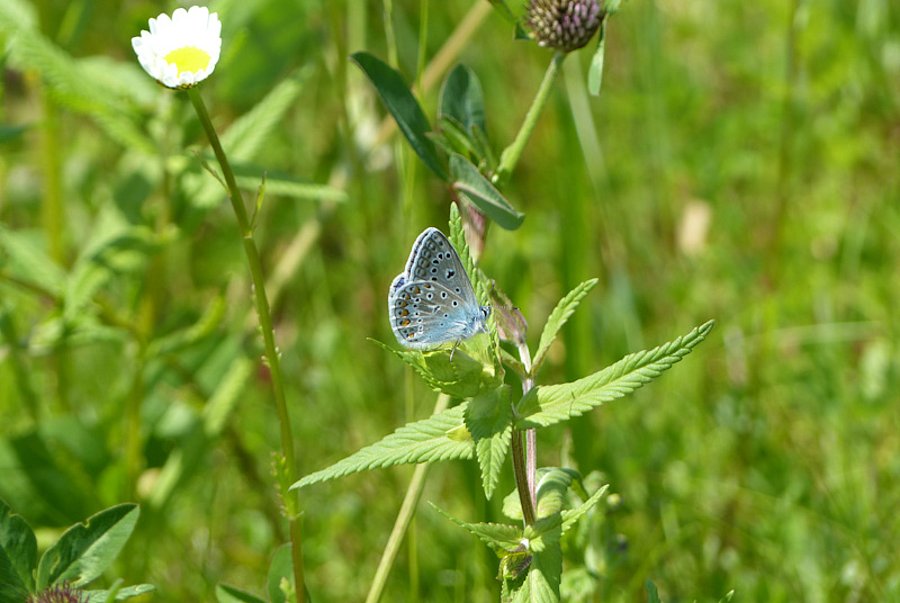 Blauer Schmetterling auf Blüte