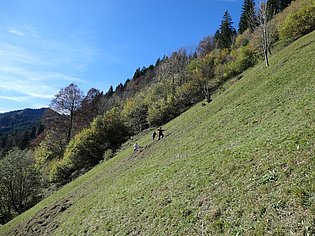 Bergwiese