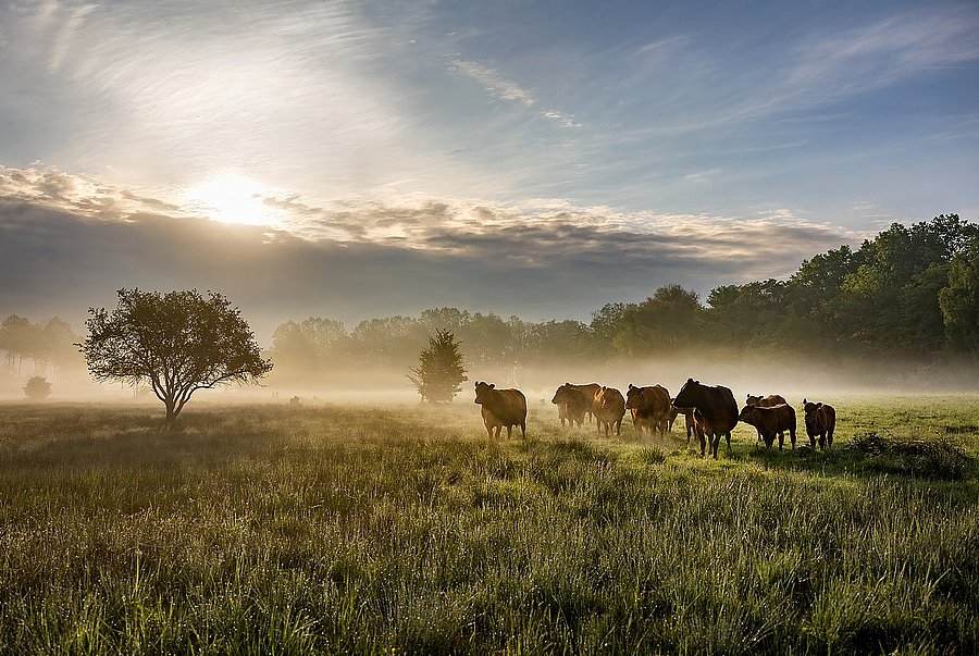 extensive cattle grazing in the Niederleierndorf nature reserve, district of Kelheim