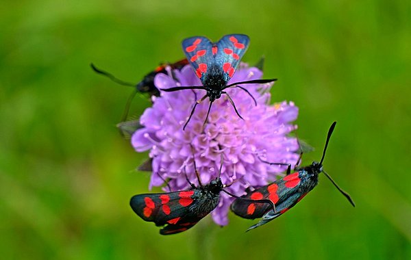 Widderchen auf Witwenblume ©Martin Sommer, DVL Drei Schmetterlinge sitzen auf einer Blumenblüte.