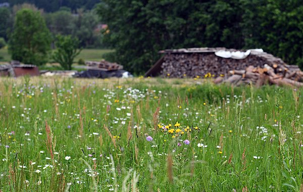 Blütenvielfalt für mehr Insektenvielfalt. ©P. Roggenthin Blütenvielfalt für mehr Insektenvielfalt. Foto: P. Roggenthin