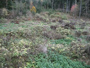 Waldsabschnitt mit vielfältigem Bewuchs
