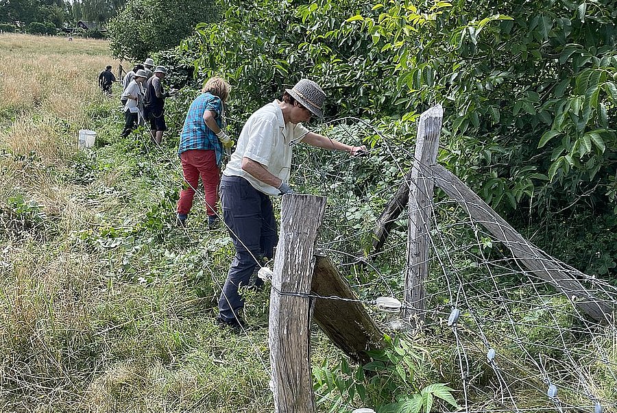 Vorbereitung für Ziegenbeweidung ©Anett Shabani, DVL Mehrere Personen versetzen einen Weidezaun am Rande einer Fläche.