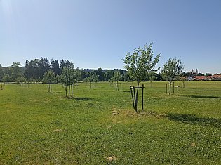 Wiese mit angepflanzten Bäumen