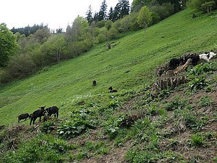 Bergwiese