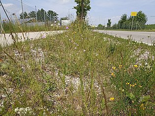 Mittelstreifen zwischen Straßen mit blühendem Bewuchs