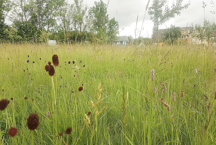 Wiese mit Blumen und Obstbäumen