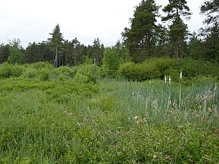 zugewucherte Landschaft