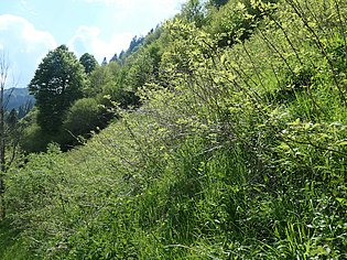 Verbuschte Hangwiese