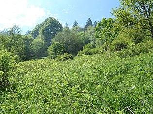 verbuschte Wiese