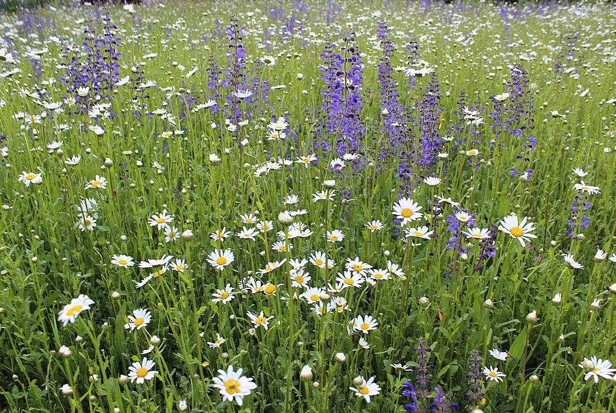 Blütenreiche Wiese
