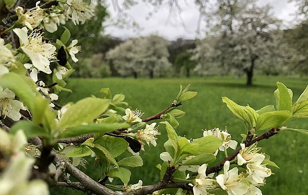 Zwetschgenblüten auf einer Streuobstwiese ©Alena Vogt, DVL Zwetschgen blühen auf einer Wiese