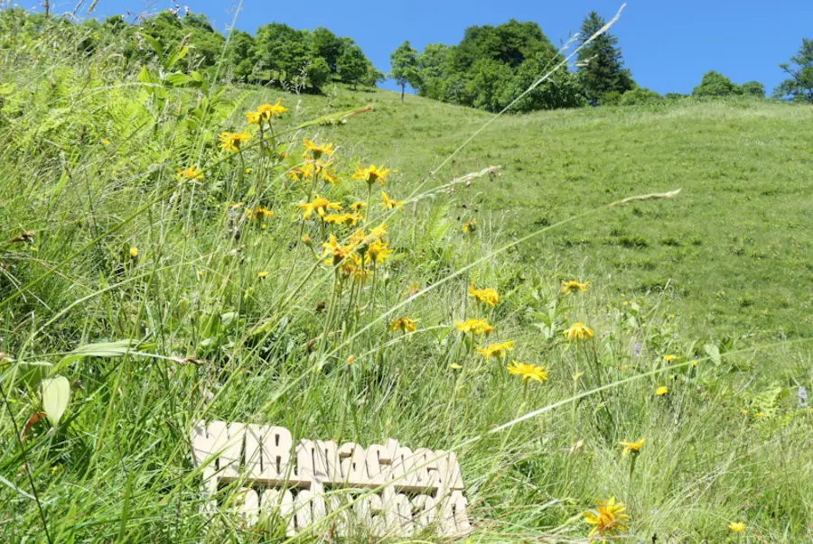 Schriftzug vor Plfanzen