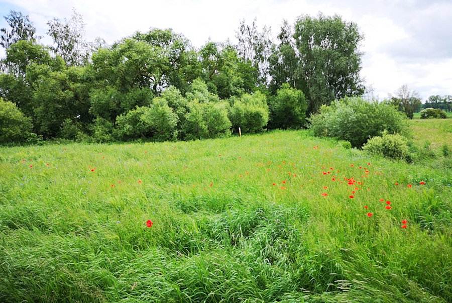 Blühende Wiese mit Mohn.
