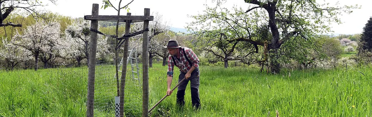 Mann pflegt Streuobstbaum