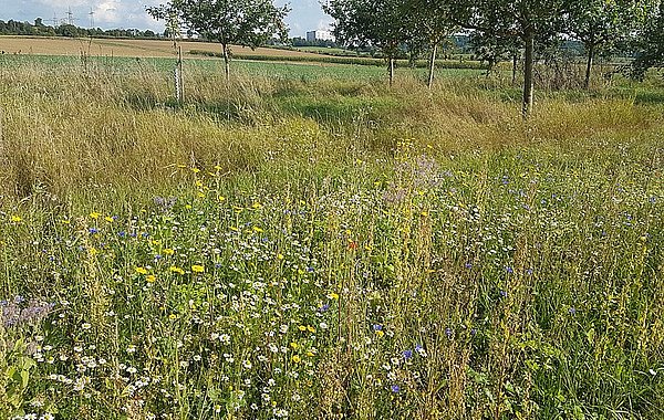 Angesäte Fläche des Bauhofs Ebensfeld. ©LPV Landkreis Lichtenfels Blühende Wiese
