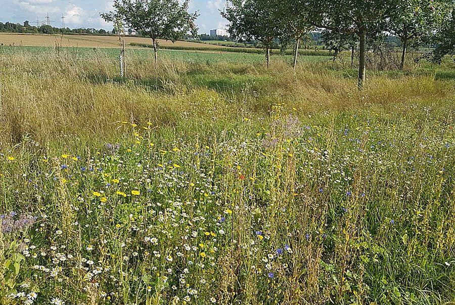 Blühende Wiese