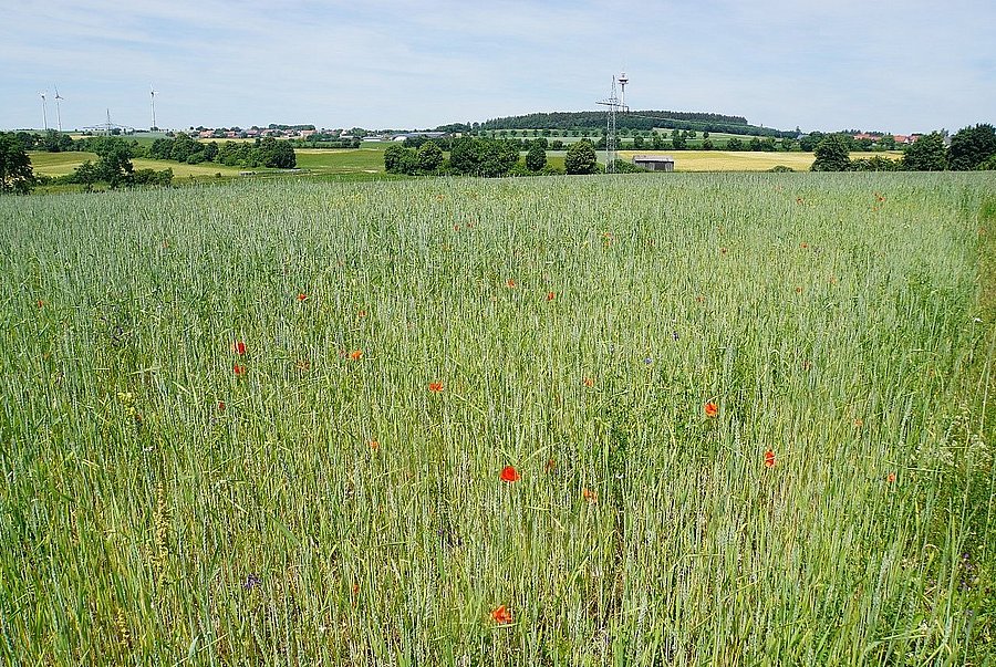 Acker mit blühenden Ackerwildkräutern