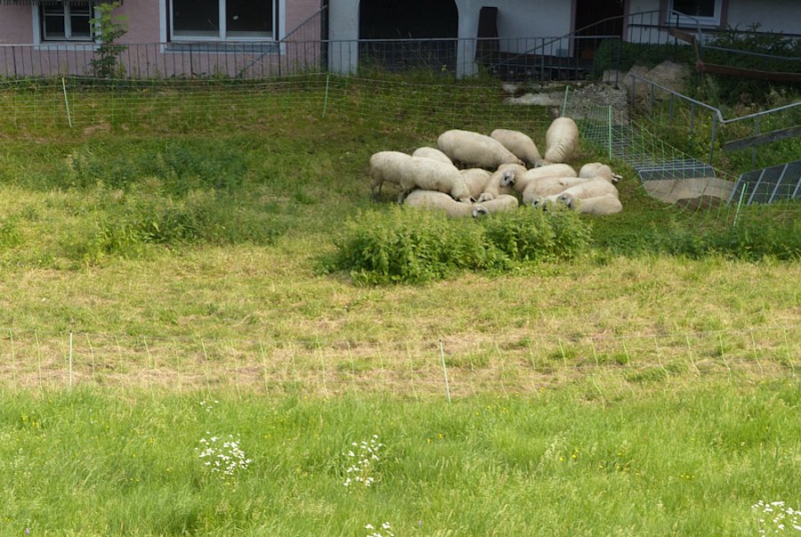 Schafe vor Gebäude