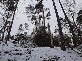 Hang mit Bäumen und Schnee