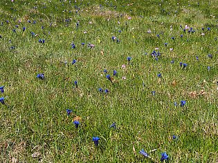 Wiese mit kleinen blauen Blüten