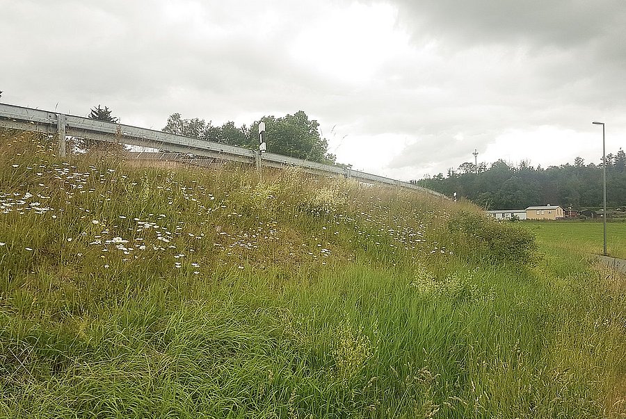 Böschung mit Blüten an einer Straße.