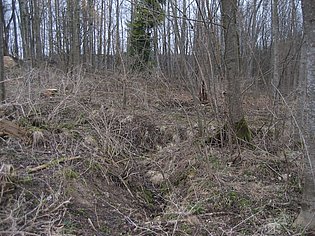 Verwilderter Wald ohne Bewuchs