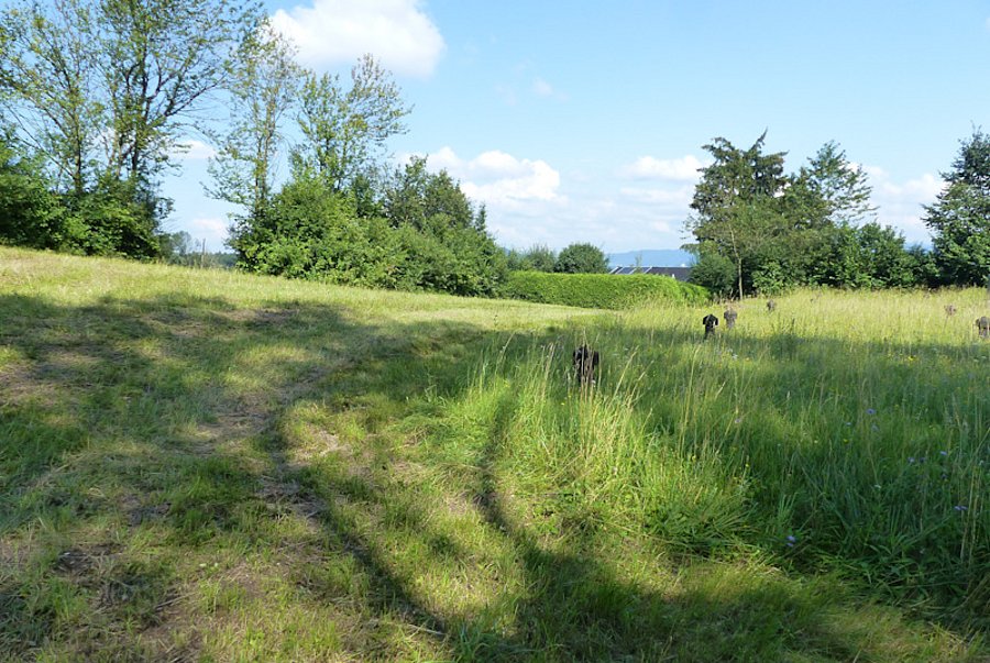 Wiese zur Hälfte gemäht