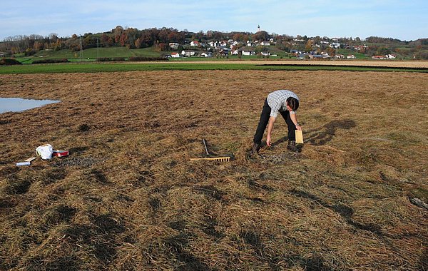 Zum Ausbringen händisch gesammelter Samen wird an potenziellen Wuchsorten das Mähgut abgerecht, die Samen ausge¬bracht und danach das Mähgut wieder verteilt. ©J. Späth