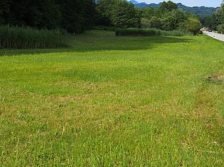 Wiese am Hang