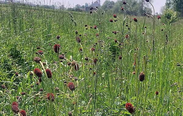 NATÜRLICH BAYERN ©B. Weiss Großer Wiesenknopf
