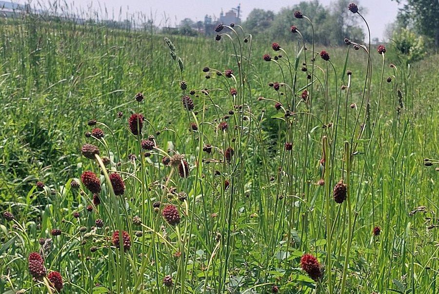 Großer Wiesenknopf