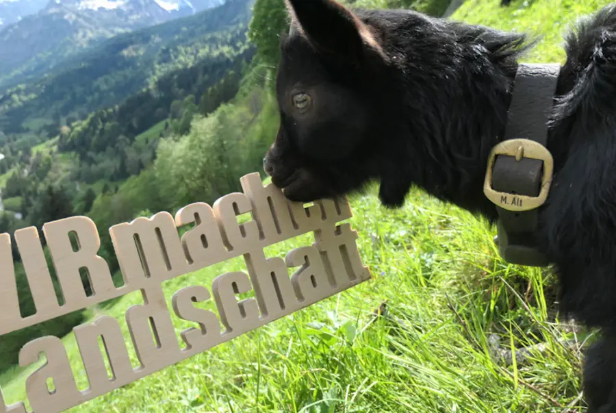 Ziege schnuppert an Schriftzug